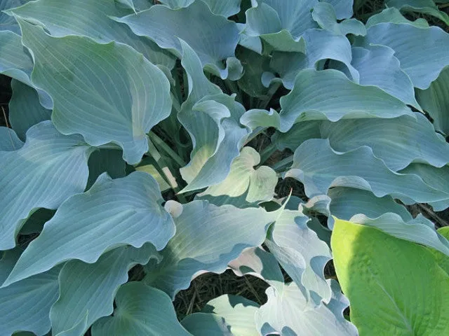 Frill Ride Hosta